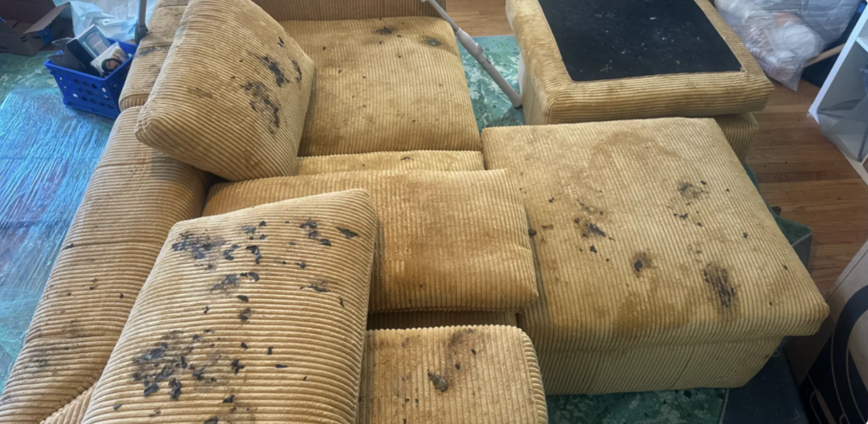 Mustard corduroy couch before cleaning, with dark stains and debris across the cushions